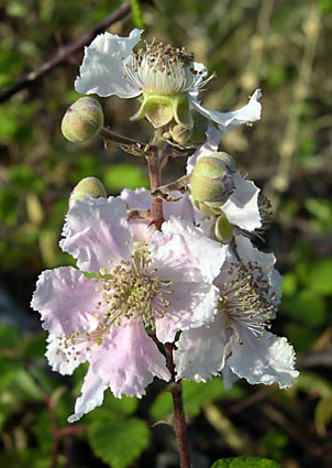 Rubus sp.jpg